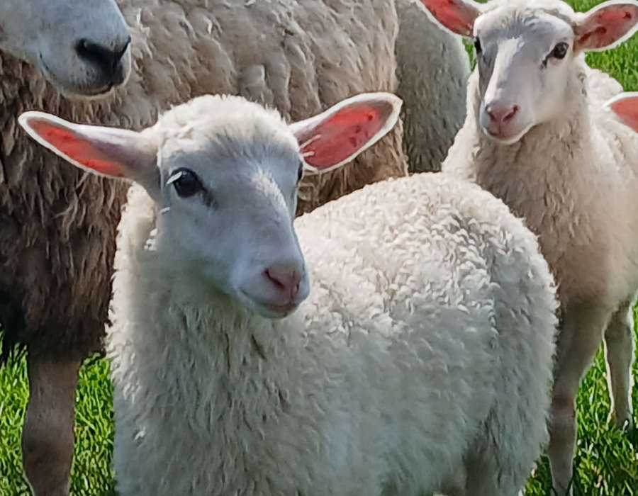 Schafe zählen in Neuendeich