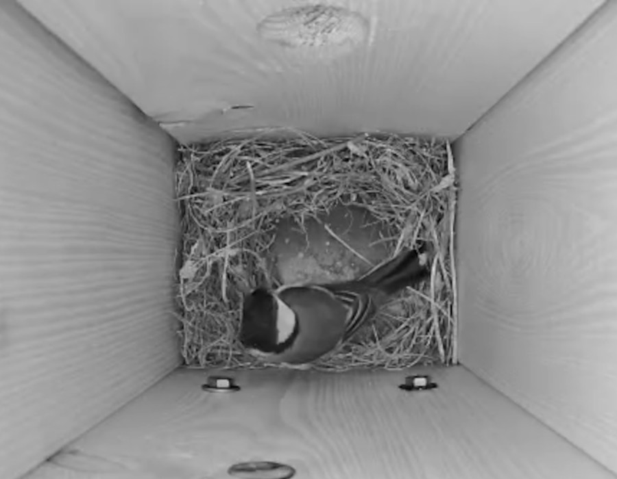 Nestbau im Online-Nistkasten